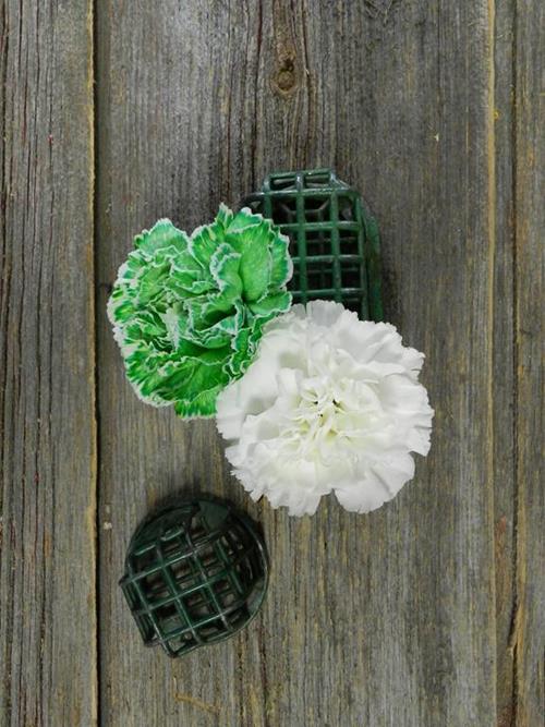 HALF TINTED GREEN & HALF WHITE   CARNATIONS